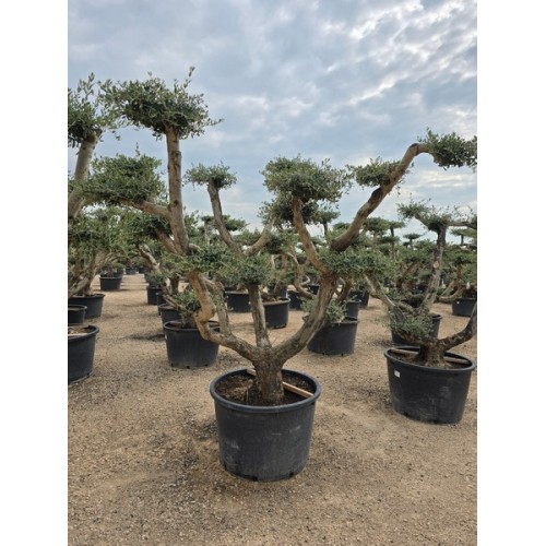 Olea Plato ZARAGOZA  tronco Semi Viejo 230/285 lt 